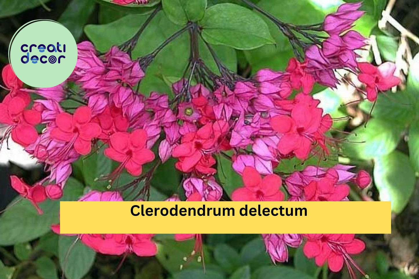 Java Red Bleeding Heart Plant – Clerodendrum delectum Rooted Starter, Tropical Red & Purple Flowering Vine for Gardens