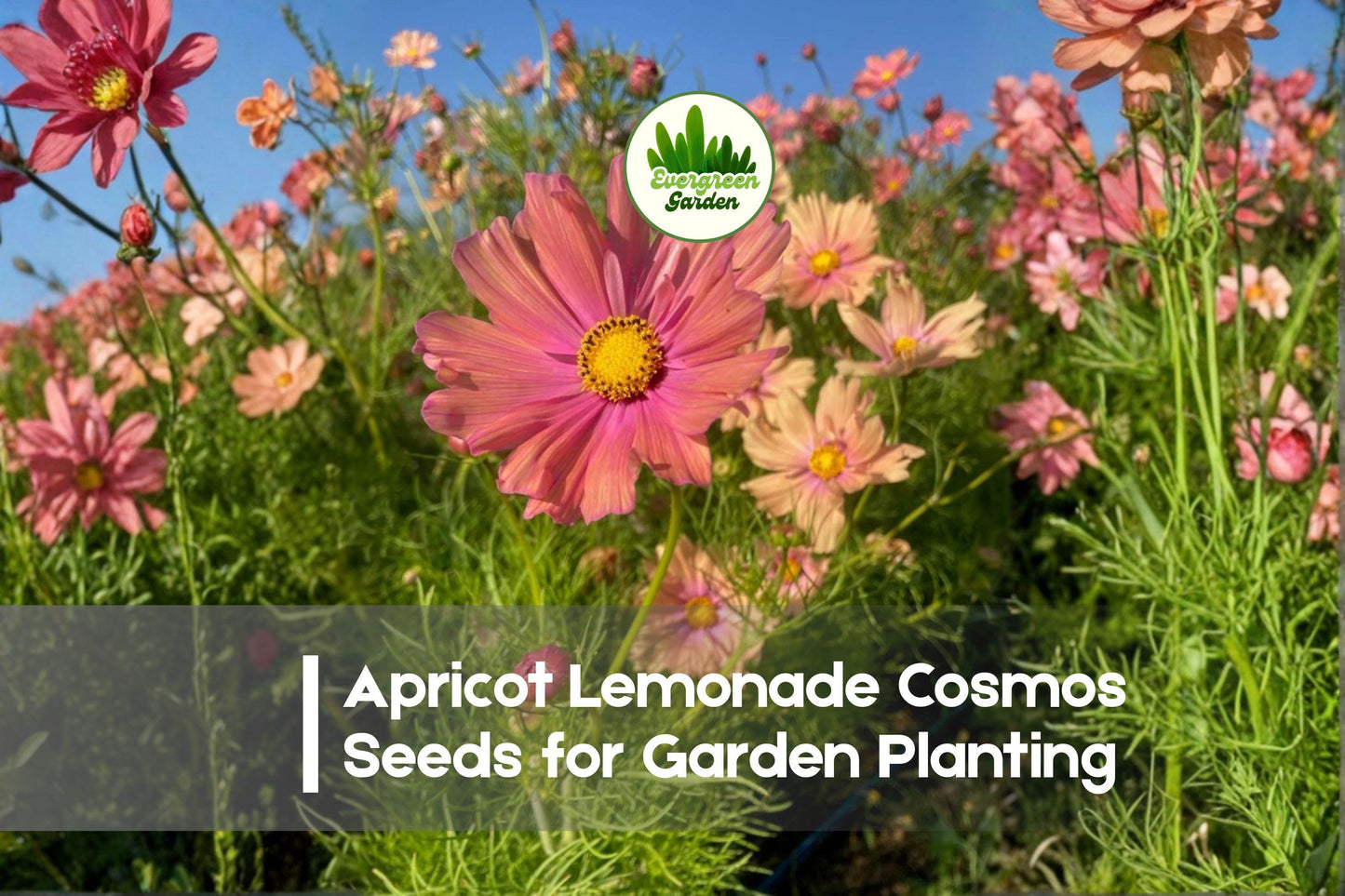 200+ Apricot Lemonade Cosmos Seeds - Pastel Apricot & Yellow Blooms, Easy to Grow, Attracts Pollinators, Cosmos bipinnatus