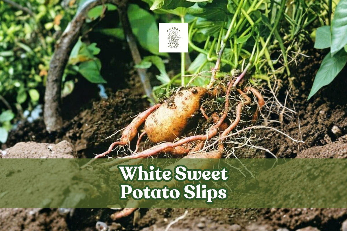 White Sweet Potato Slips – 3 Live Ipomoea batatas Starter Plants for Home Garden & Farming