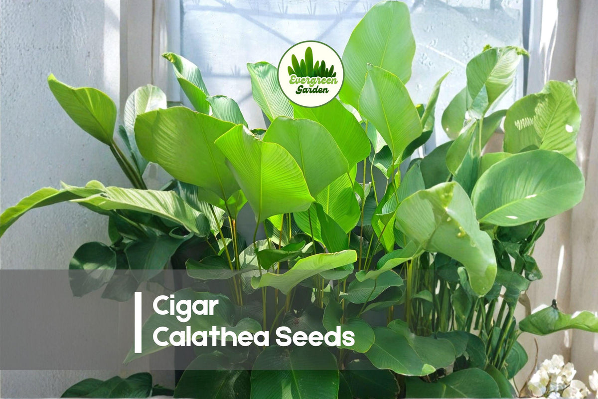 25+ Cigar Calathea Seeds | Tropical Foliage Plant with Elongated Dark Green Leaves | Calathea spp.