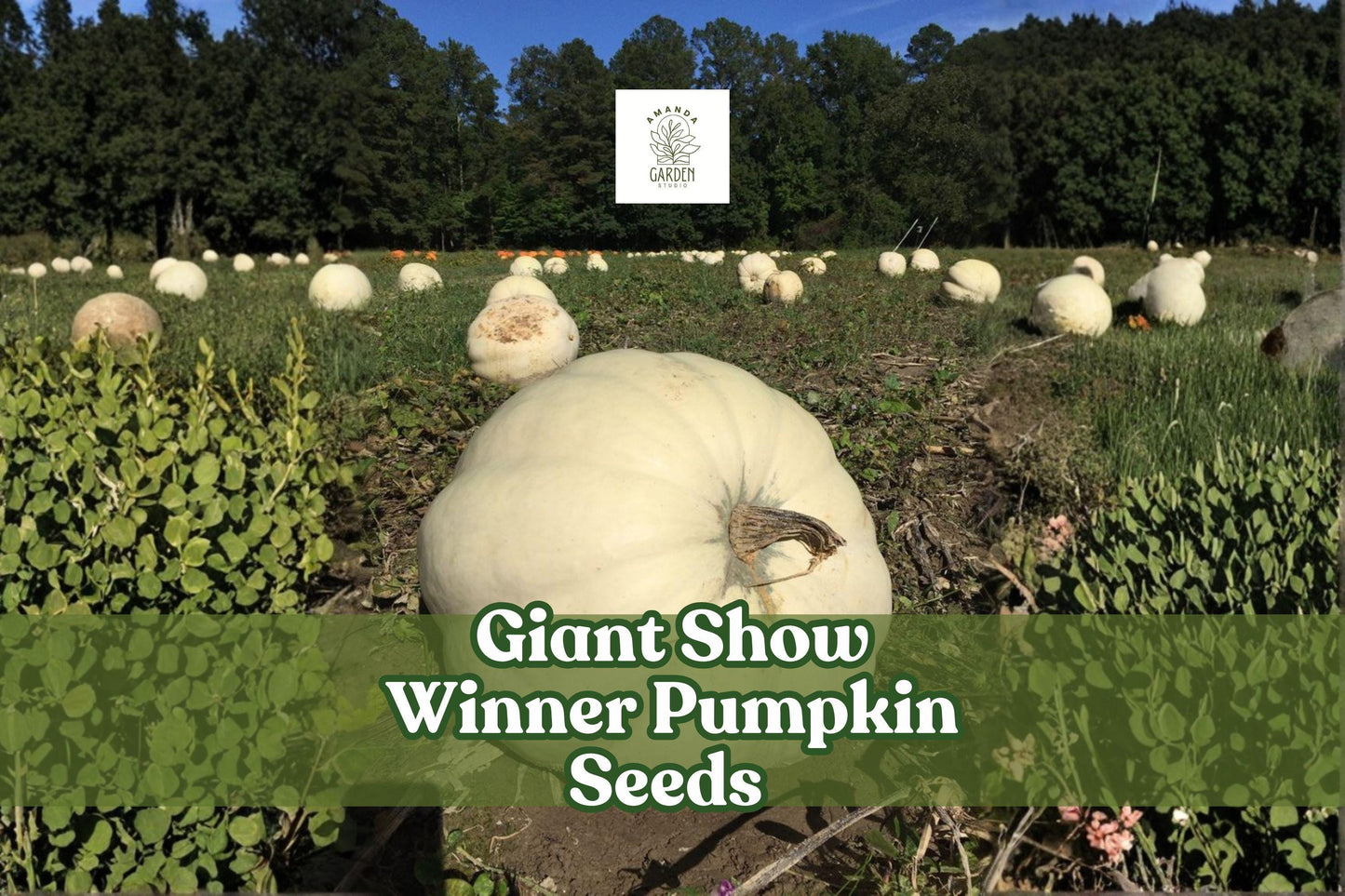 Giant Show Winner Pumpkin Seeds, 5 Non-GMO Cucurbita maxima Heirloom for Large, Award-Worthy Pumpkins