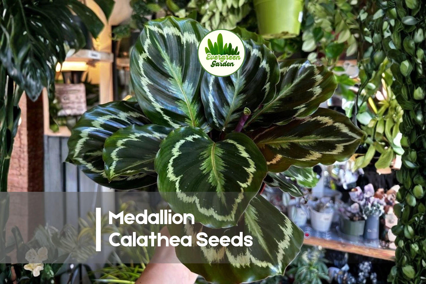25+ Medallion Calathea Seeds | Tropical Foliage Plant | Calathea veitchiana | Indoor & Shade Garden