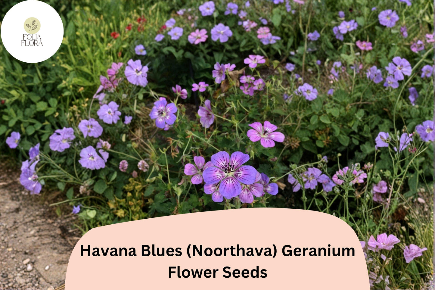 25+ Havana Blues Geranium Seeds | Purple-Blue Hardy Perennial Flower Seeds | Geranium ‘Havana Blues’ (Noorthava)