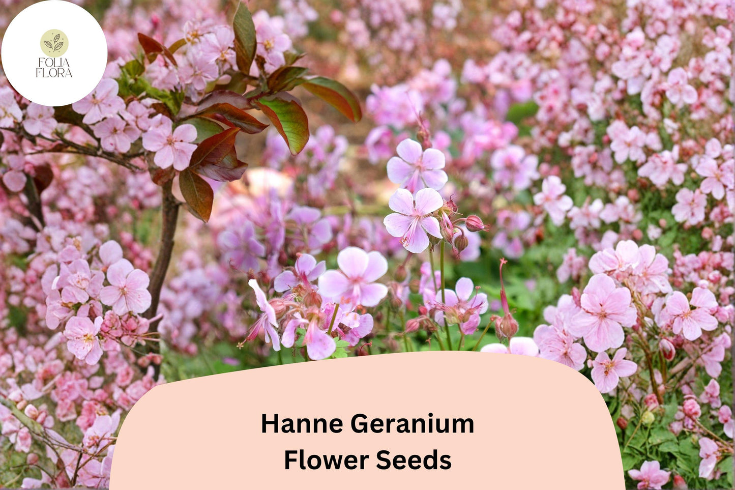 25+ Hanne Geranium Seeds | Pink Zonal Pelargonium | Bright Garden Flower Seeds | Pelargonium hortorum
