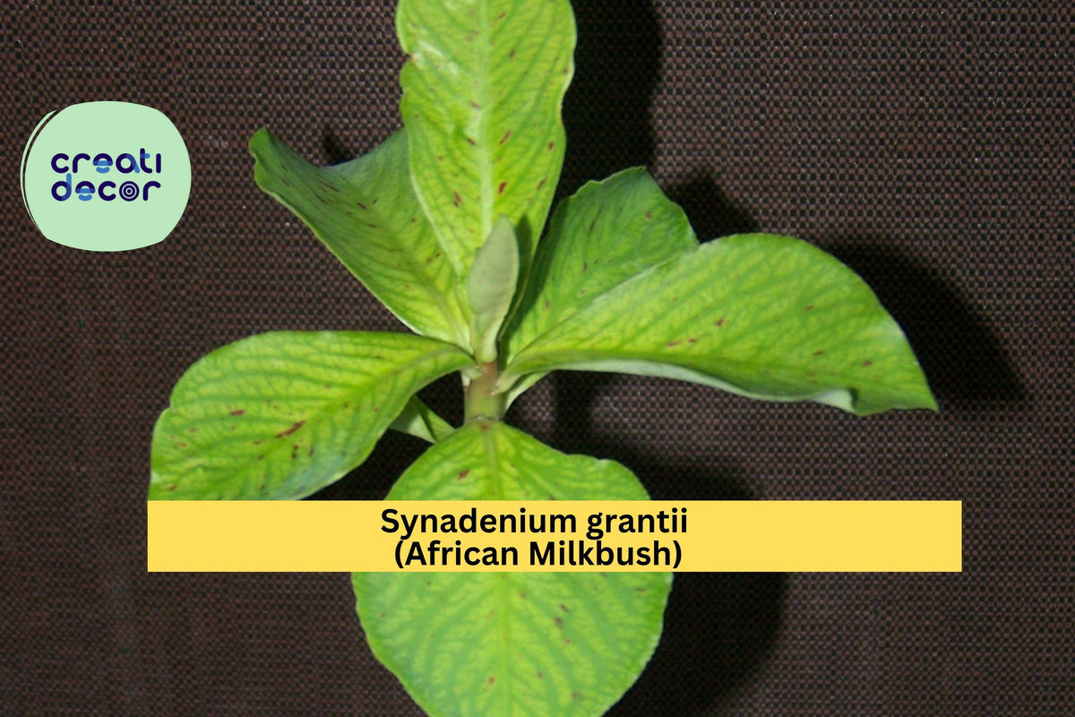 Synadenium Grantii African Milkbush Succulent Plant – 4" Variegated Green Euphorbia Houseplant