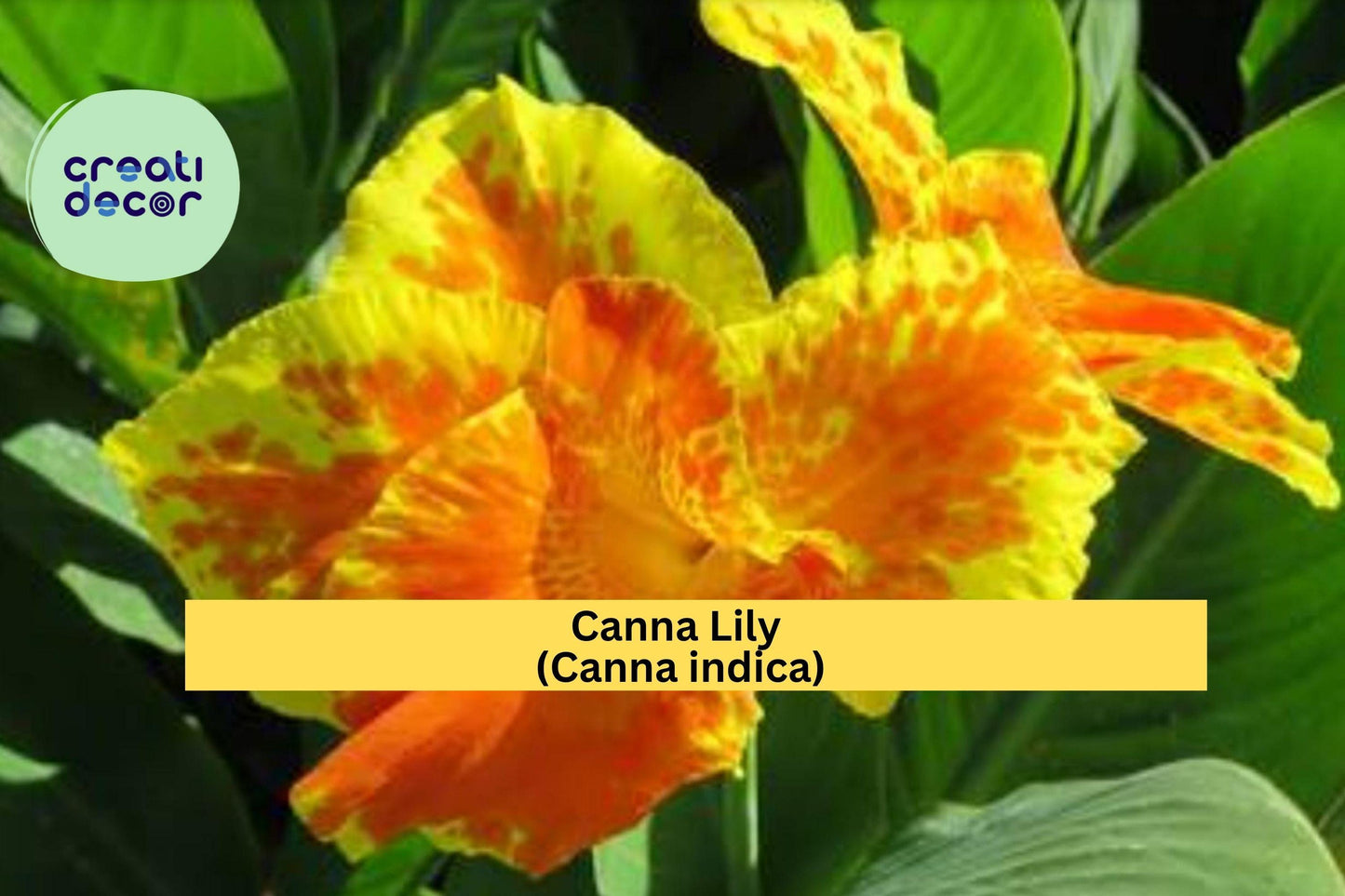 Canna Lily Rhizomes – 3 Bare Root Indian Shot (Canna indica) Red-Orange Tropical Flowering Bulbs