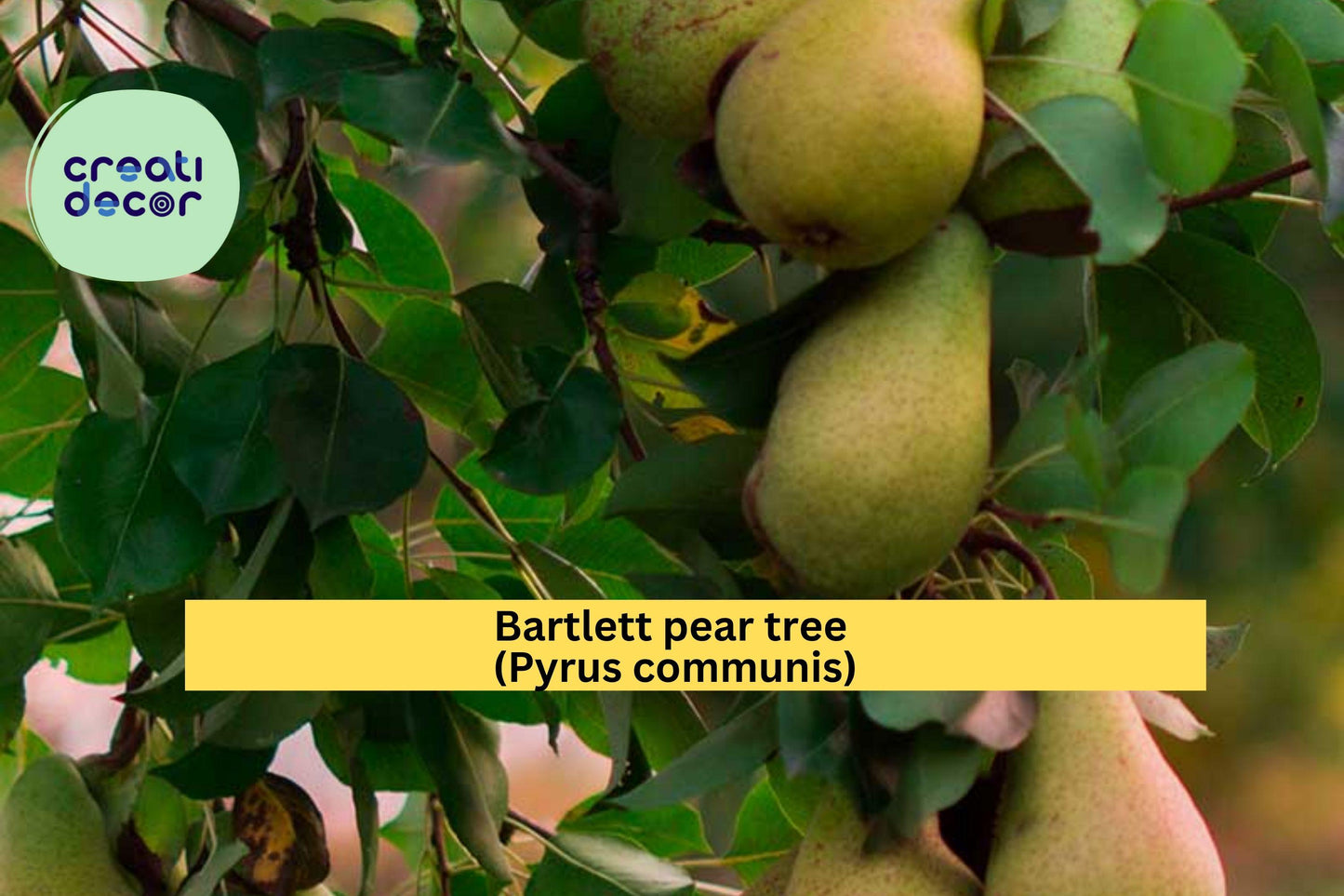Bartlett Pear Tree Cuttings – 10 Hardwood Scions for Grafting, Propagation, Pyrus communis, Fruit Tree Rootstock