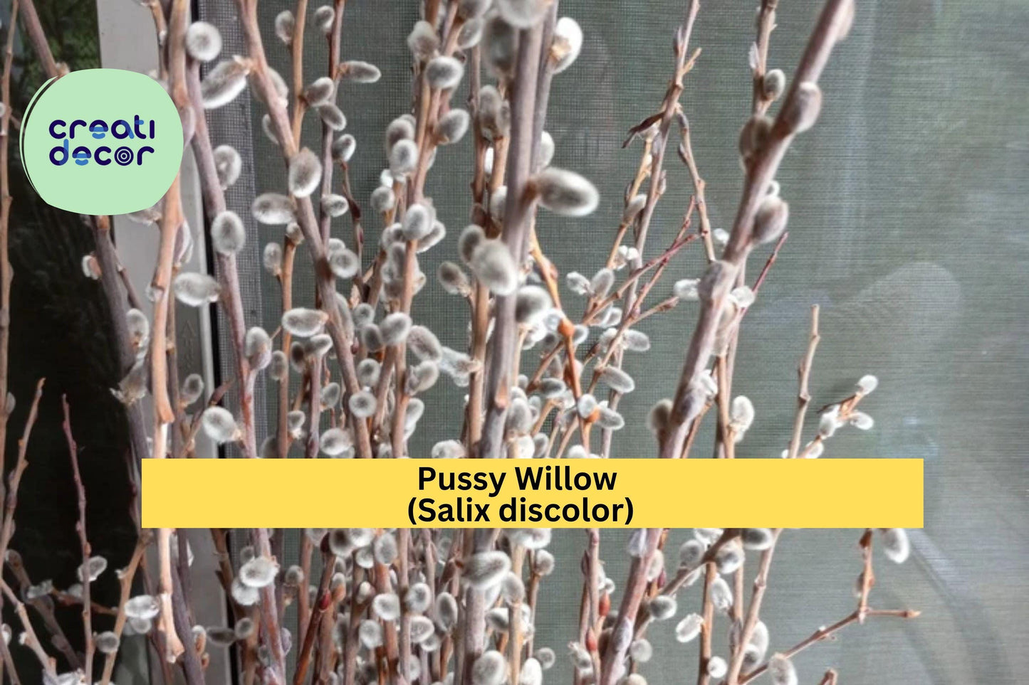 Pussy Willow Live Plant – 1 Rooted Cutting, Salix discolor, Early Spring Silver Catkins, Hardy Shrub for Garden Borders Zones 4–8