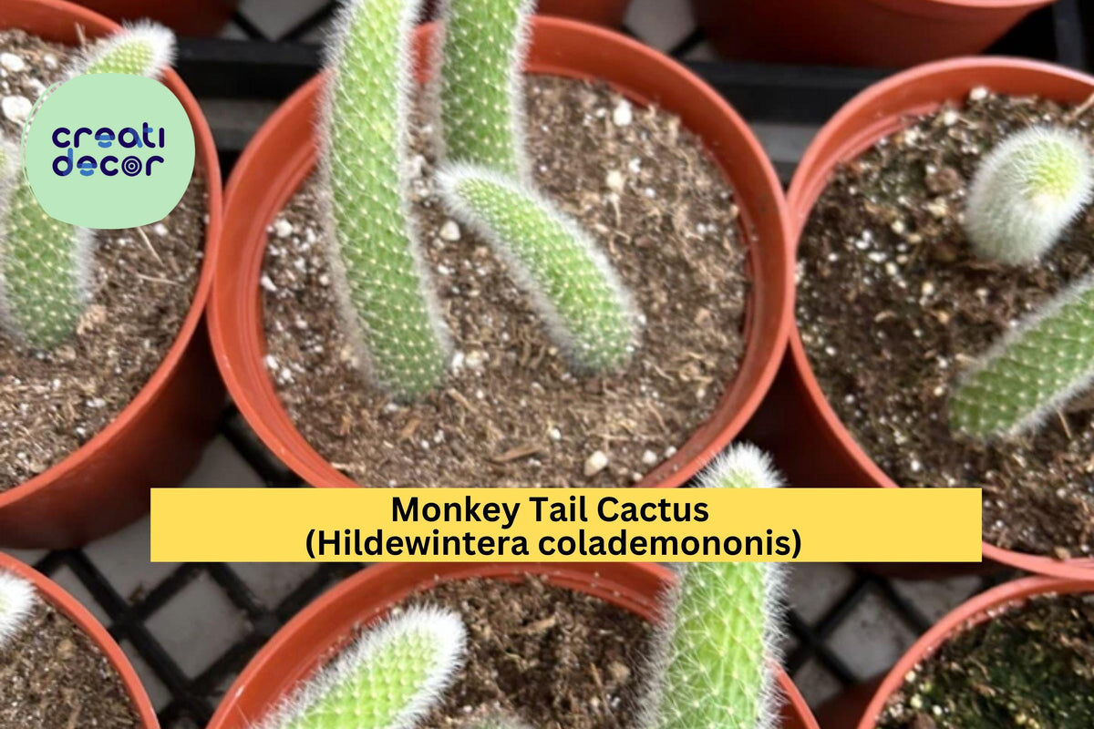 Monkey Tail Cactus Live Plant – 4" Pot, Trailing Fuzzy Succulent with Long Tails, Hildewintera colademononis, Indoor Hanging Cactus