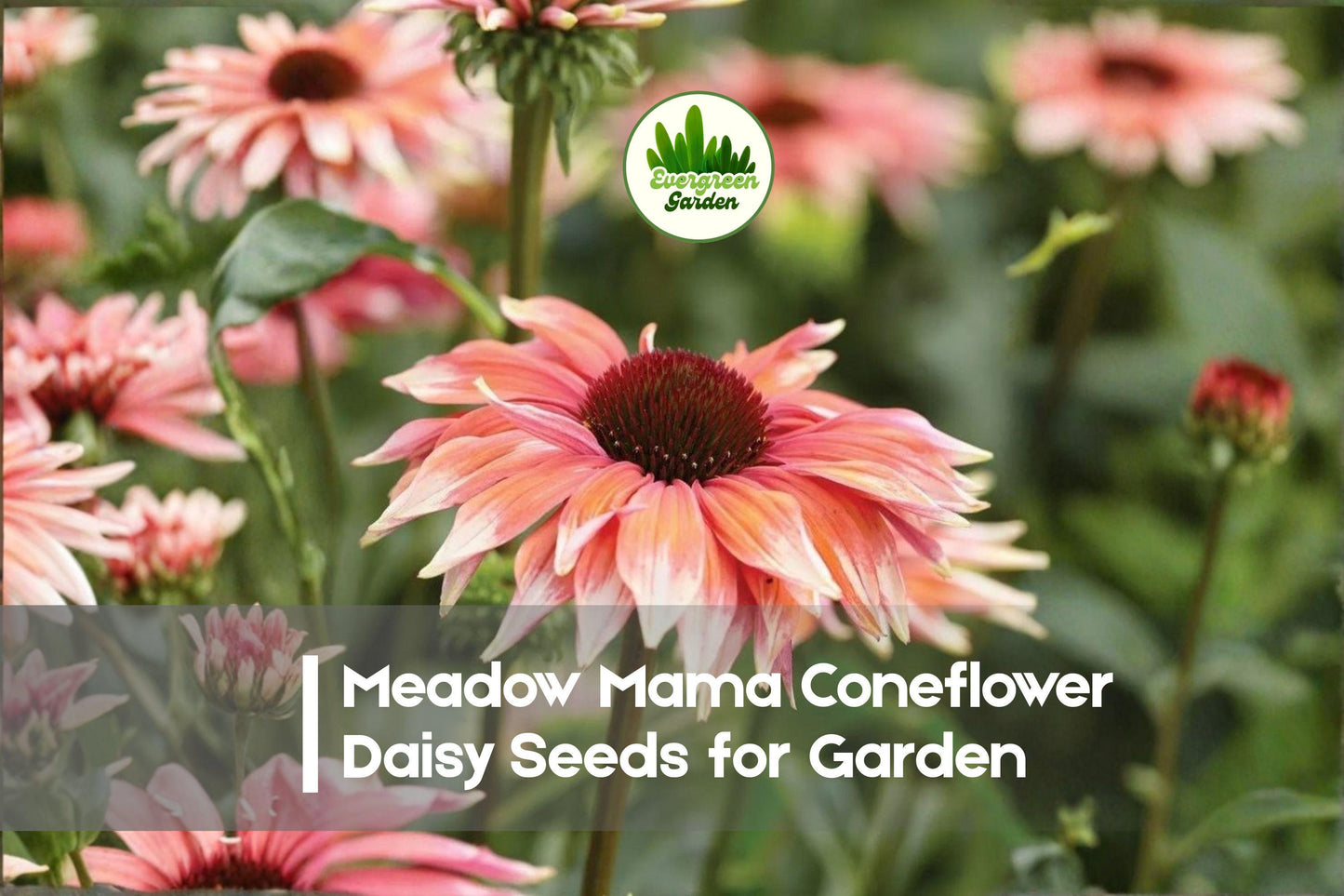 200+ Meadow Mama Coneflower Daisy Seeds | Pink & White Bicolor Echinacea purpurea Perennials for Pollinator Gardens