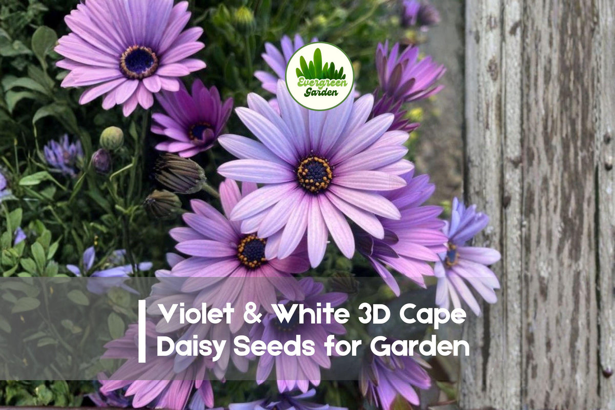 Violet & White 3D Cape Daisy Seeds | Osteospermum ecklonis | Bicolor Blooms for Garden, Borders & Containers