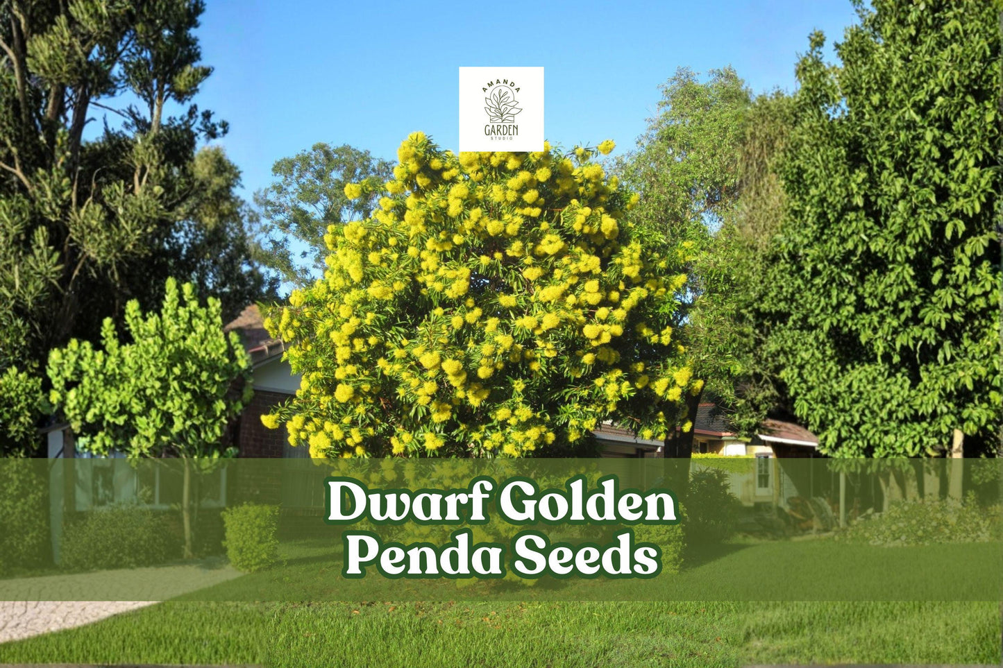 Dwarf Golden Penda Seeds (Xanthostemon chrysanthus) – Tropical Ornamental Shrub, Bright Golden-Yellow Flowers, Compact, 30 Seeds