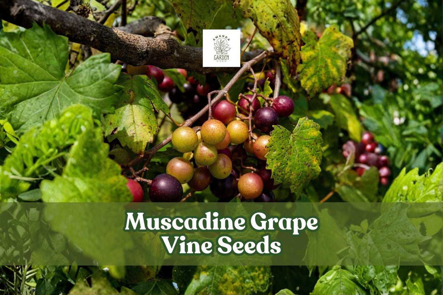 5 Muscadine Grape Vine Seeds Vitis rotundifolia for Home Vineyard, Edible Fruit, Climbing Plant