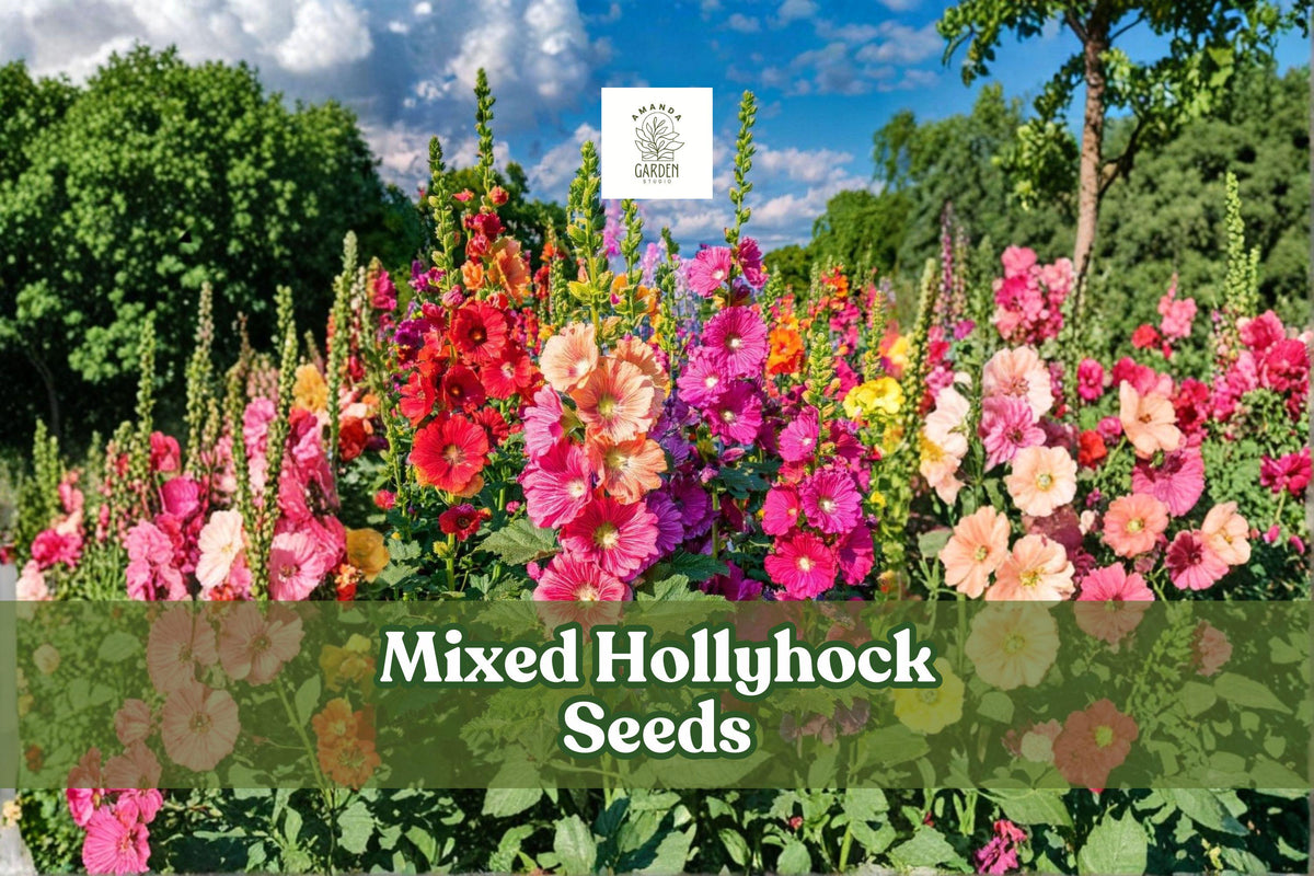 Mixed Hollyhock Seeds (Alcea rosea) | 100+ Non-GMO, Long-Blooming, Tall Cottage Garden Flowers