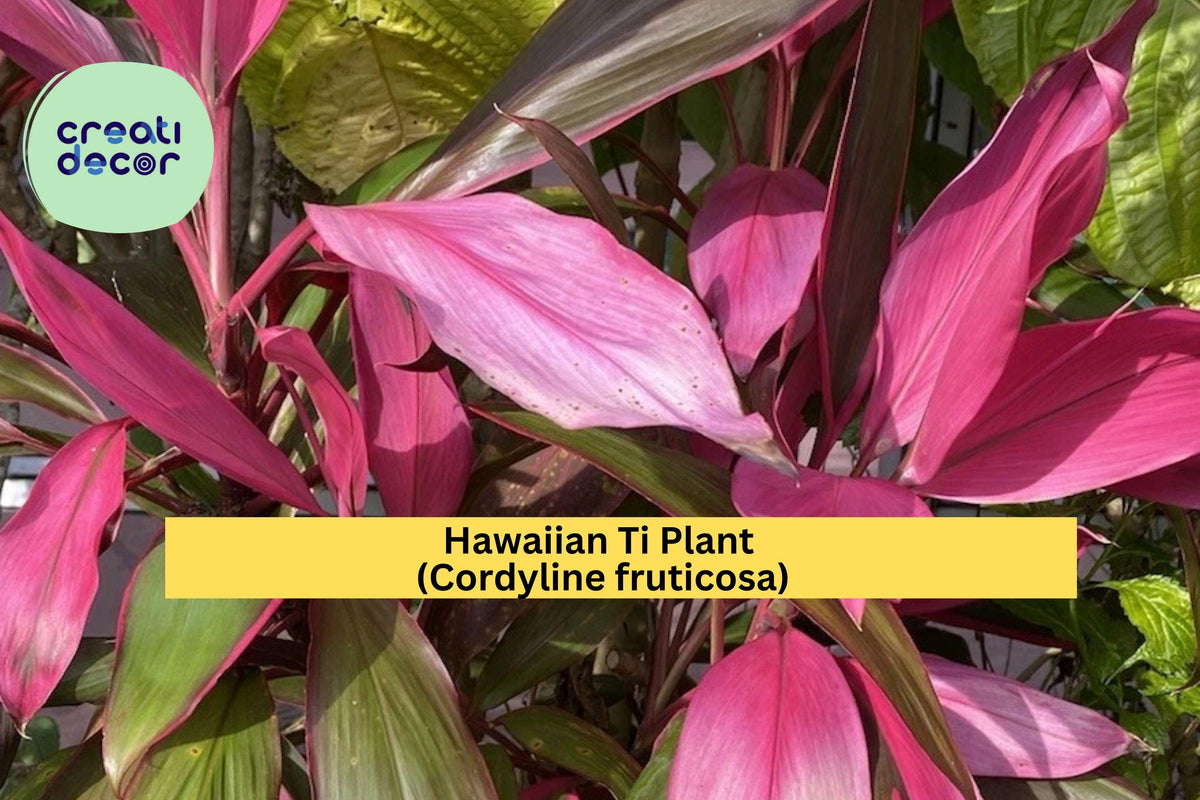 Hawaiian Ti Plant Cuttings – 4 Unrooted Cordyline fruticosa Stems 5–7” Tropical Foliage for Propagation & Garden