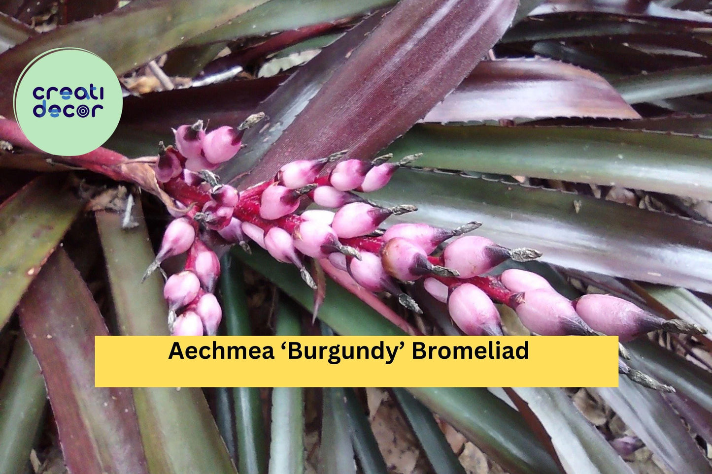 Aechmea ‘Burgundy’ Bromeliad – Live Tropical Houseplant with Deep Red Foliage, Easy-Care Indoor or Outdoor Plant, Bromeliaceae