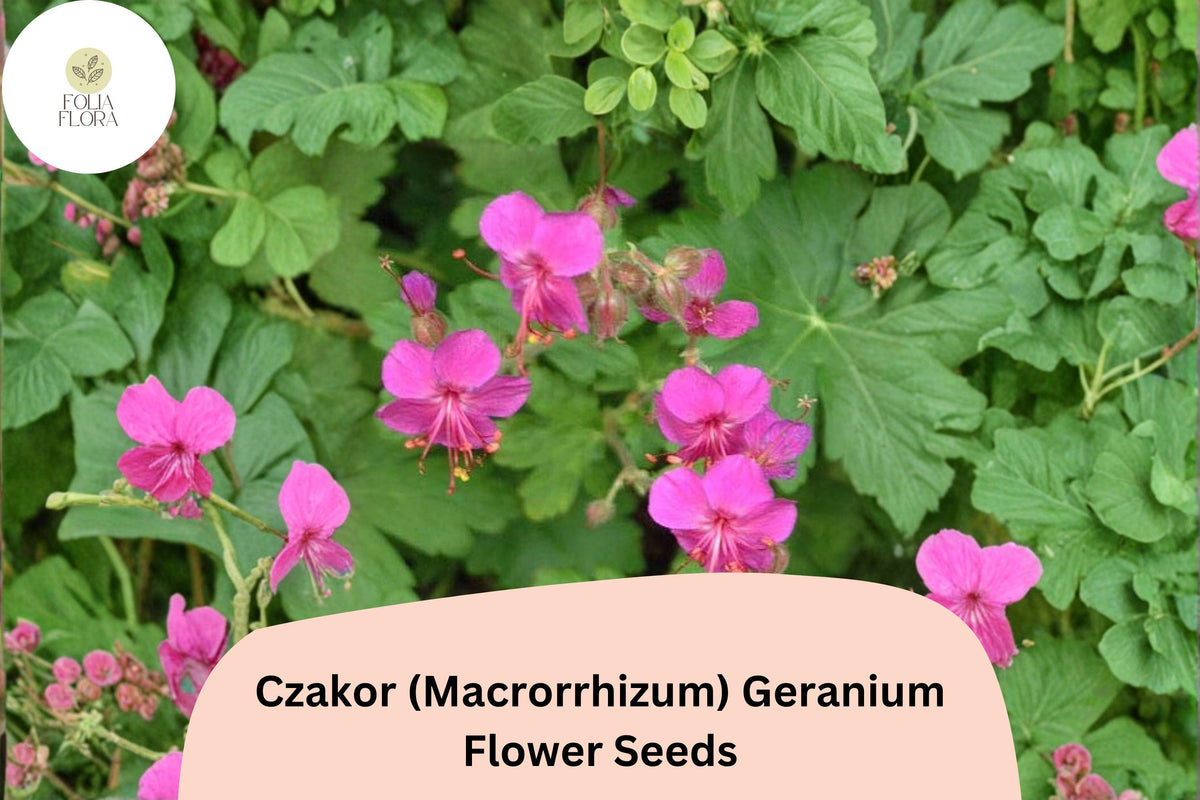 25+ Czakor Geranium Seeds | Pink Hardy Perennial Ground Cover | Geranium macrorrhizum for Garden Borders & Pollinator Gardens
