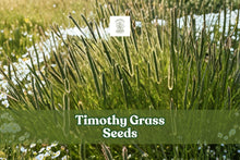 Timothy Grass Seeds (Phleum pratense, Climax Variety) – 2,000 Non-GMO Forage, Cover Crop, Wildlife Food Plot