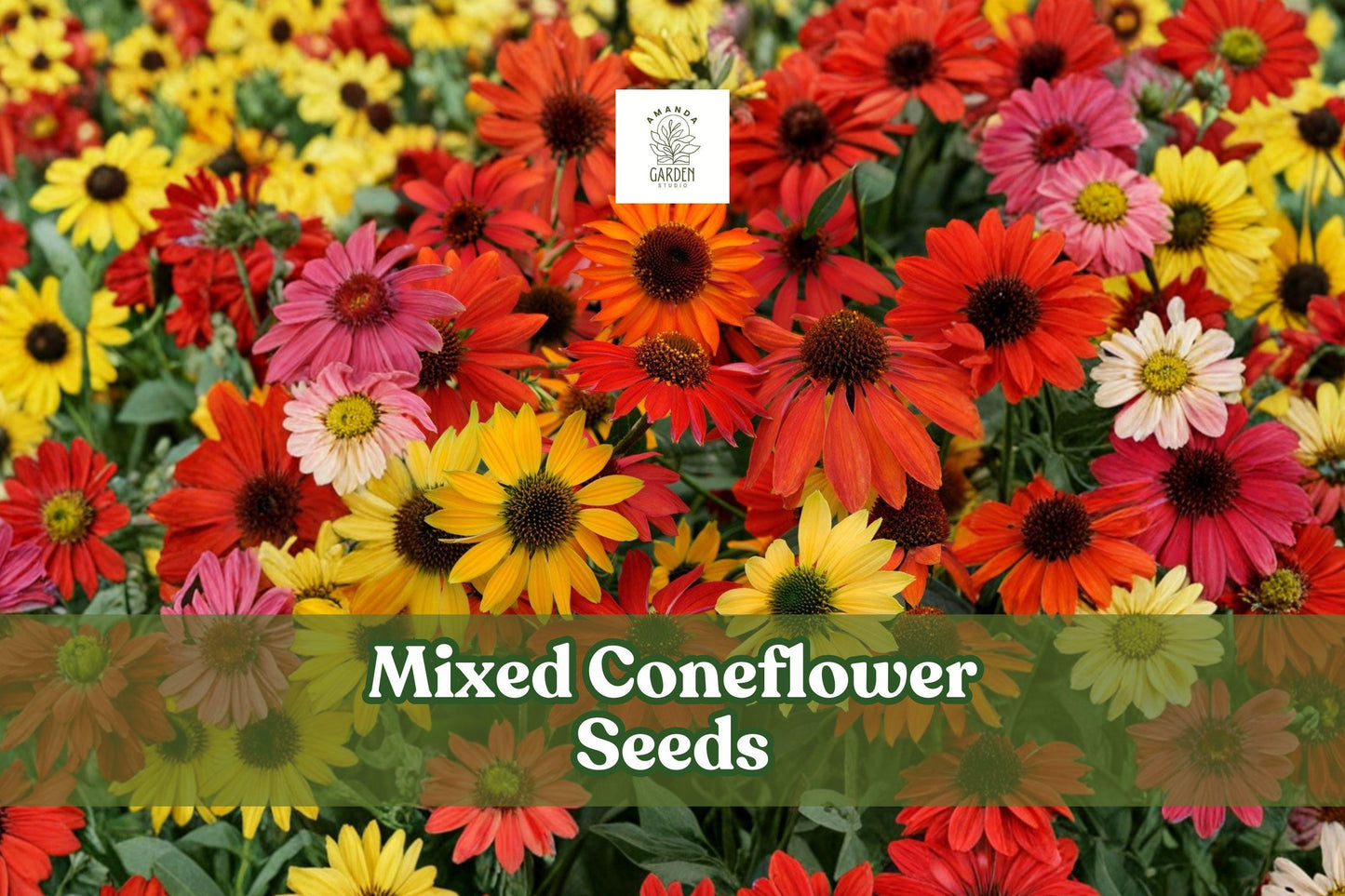 Mixed Coneflower Seeds - Echinacea purpurea Mix, Perennial Wildflowers, Colorful, Non-GMO, Pollinator-Friendly, 1,000 Seeds