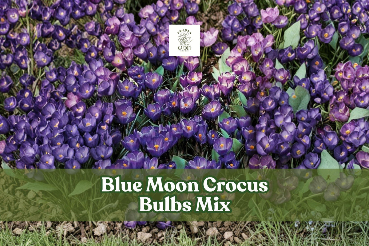 Blue Moon Crocus Bulbs Mix – 40 Large Perennial Flower Bulbs with Vibrant Purple & Blue Blooms – Crocus spp.