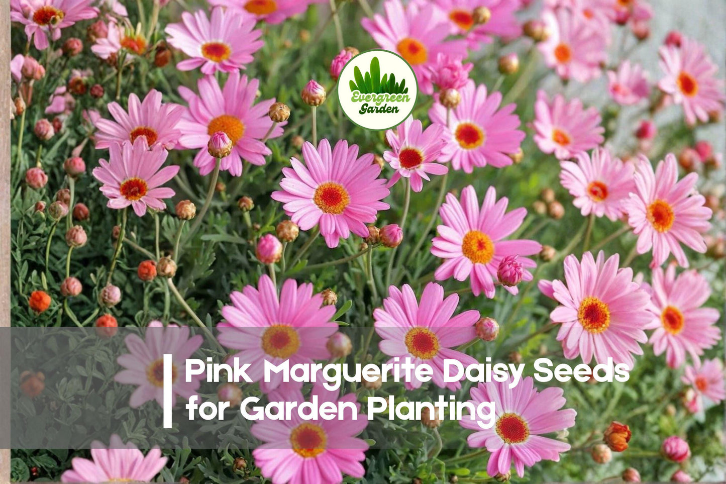 200+ Pink Marguerite Daisy Seeds - Argyranthemum frutescens Pink Flower Seeds for Borders, Containers, Cottage Gardens