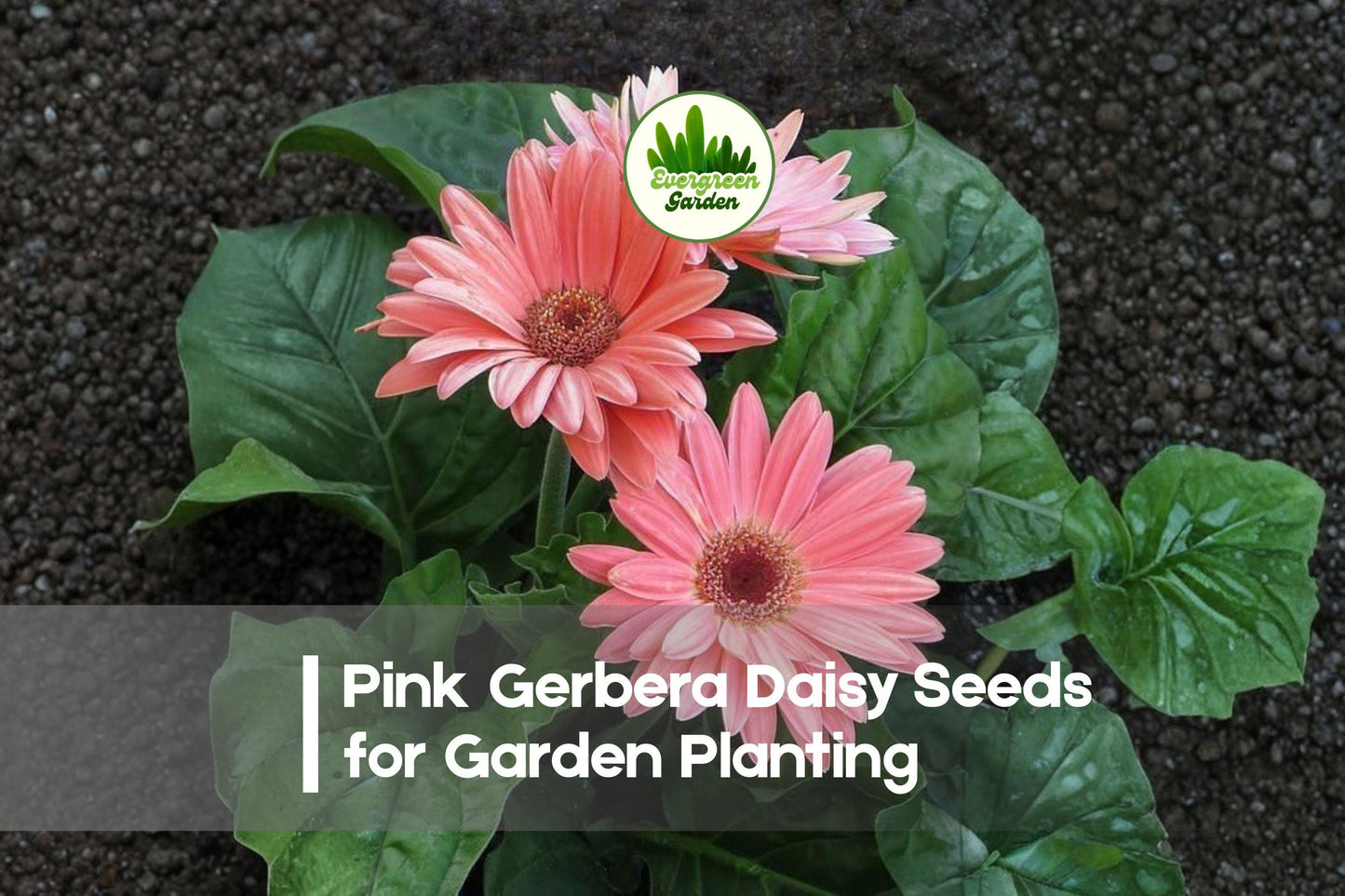 Pink Gerbera Daisy Seeds, 200+ Premium Gerbera jamesonii, Bright Pink Blooms, Butterfly Attractant, Easy to Grow, Garden & Container