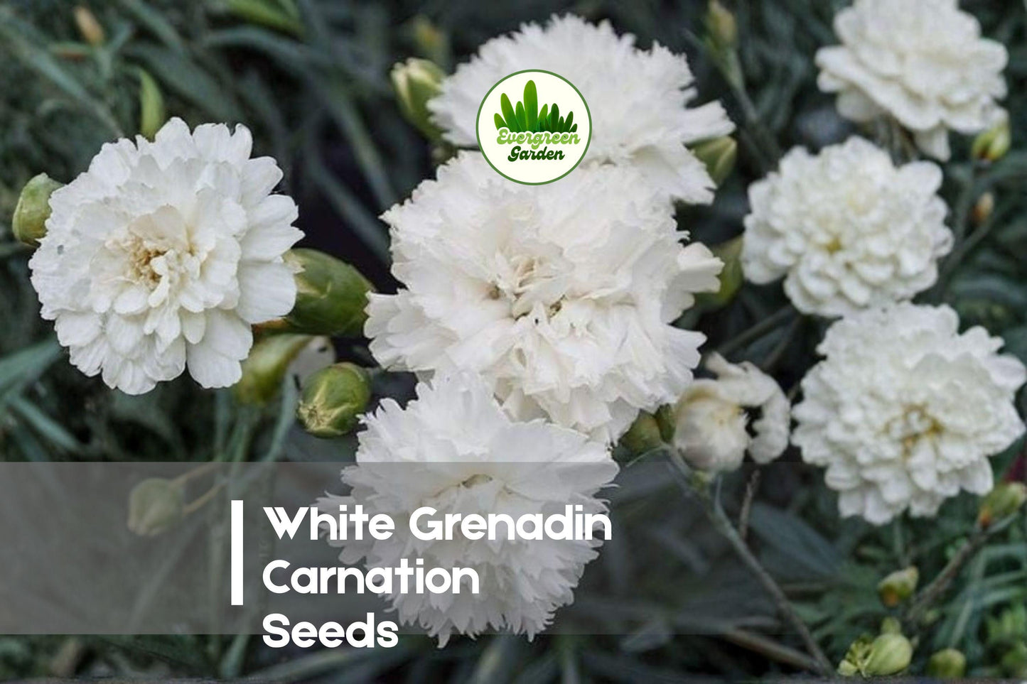 200 White Grenadin Carnation Seeds - Dianthus caryophyllus, White Flower Seeds for Borders, Pots & Cut Flowers