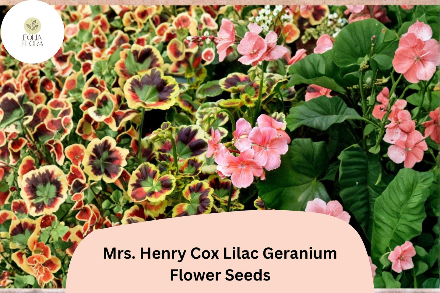 Mrs. Henry Cox Geranium Seeds | Variegated Foliage & Pink Blooms | Pelargonium ‘Mrs. Henry Cox’ | 25+ Seeds