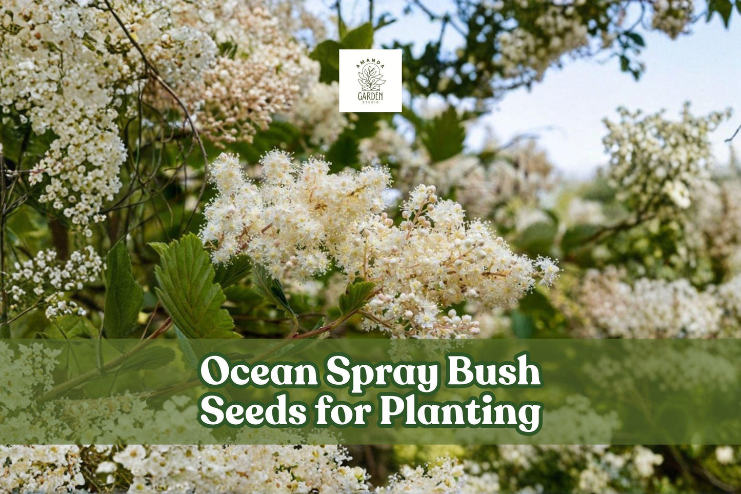 Ocean Spray Bush Seeds – Holodiscus discolor Native Wildflower Shrub for Pollinator Gardens, Creamy White Blooms