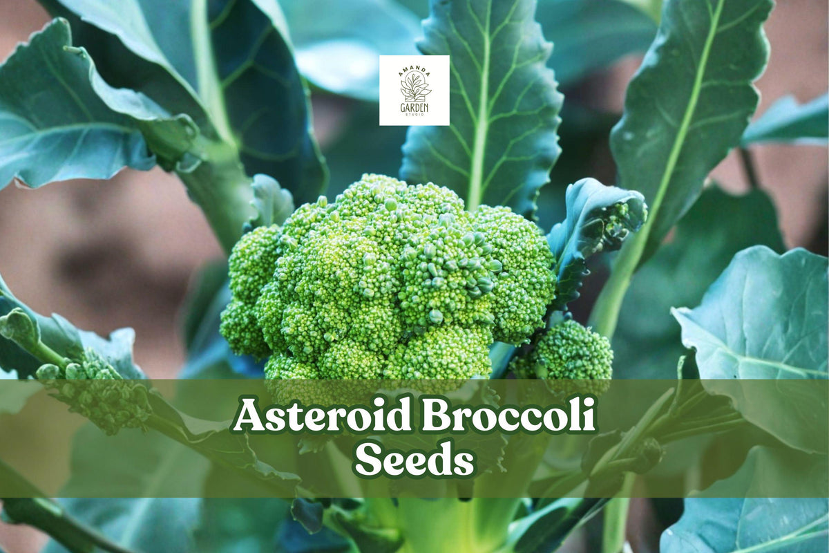 Asteroid Broccoli Seeds – Heirloom Non-GMO Brassica oleracea, Compact Green Heads, Cool-Season Vegetable, 50 Seeds