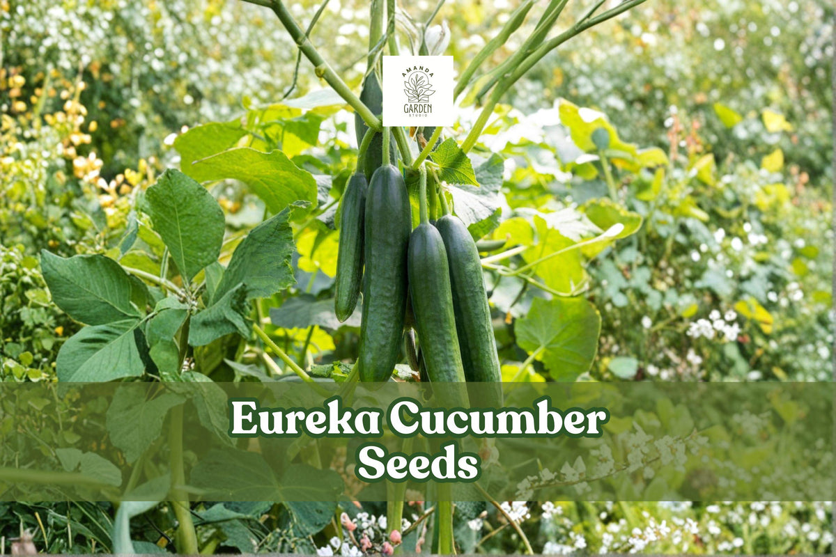 Eureka Cucumber Seeds – Heirloom Non-GMO Pickling & Slicing Variety, 50 Seeds Cucumis sativus