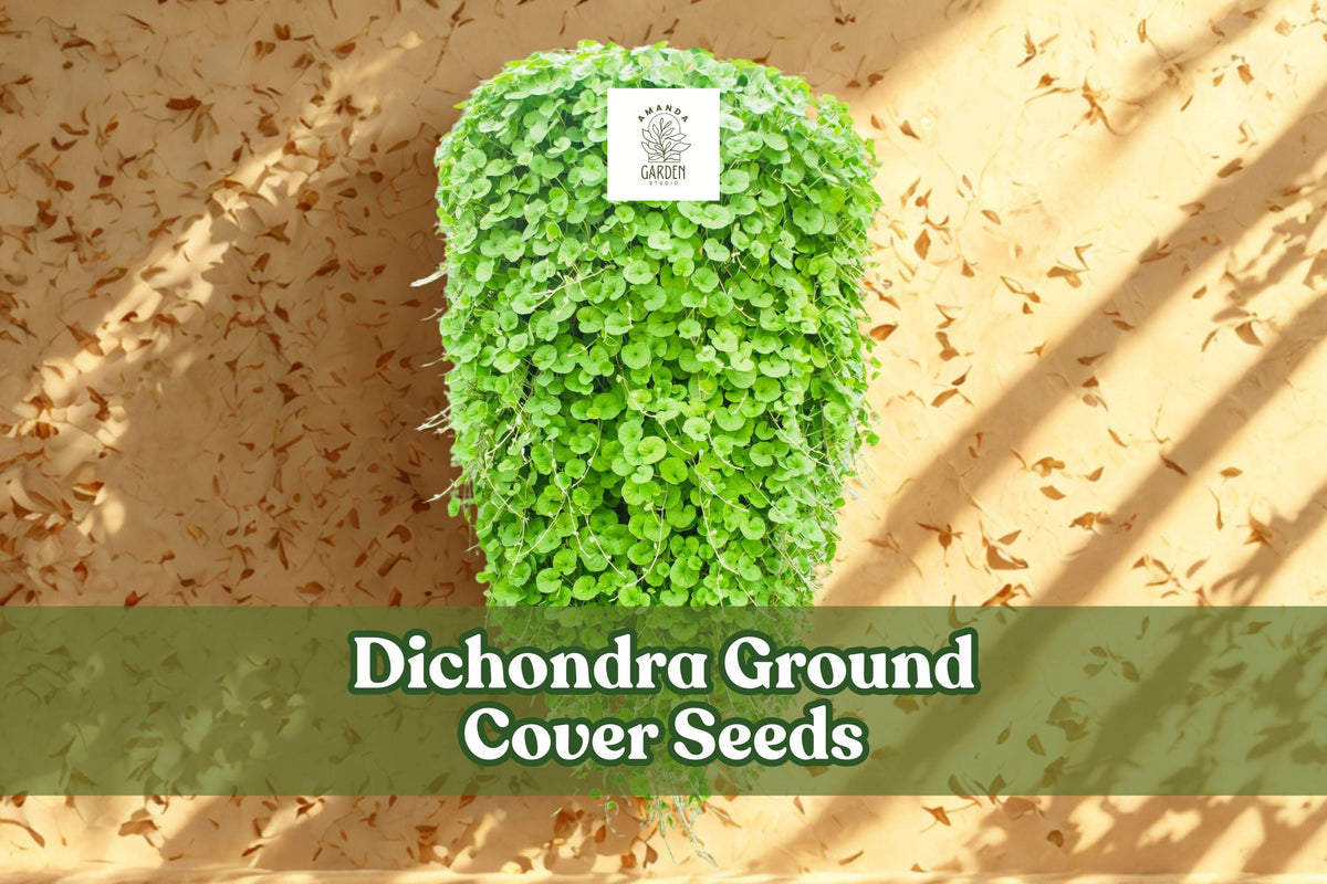 Dichondra Repens Seeds – 100 Evergreen Ground Cover Lawn Alternative, Low-Growing Perennial Plant