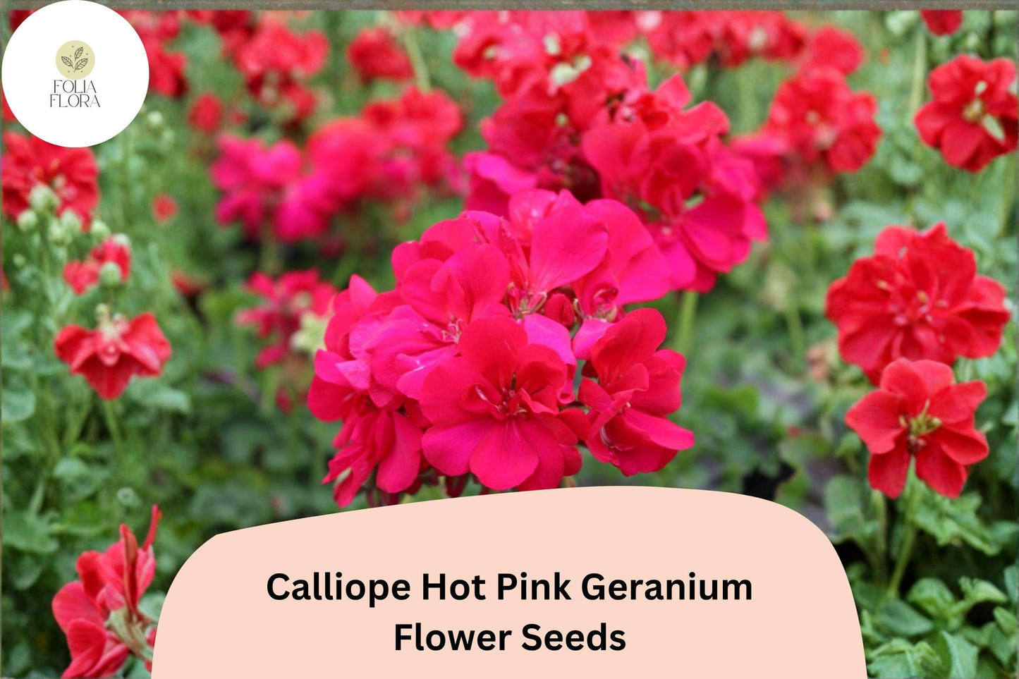 25+ Calliope Hot Pink Geranium Seeds | Zonal Ivy Hybrid Pelargonium × hortorum for Baskets & Garden