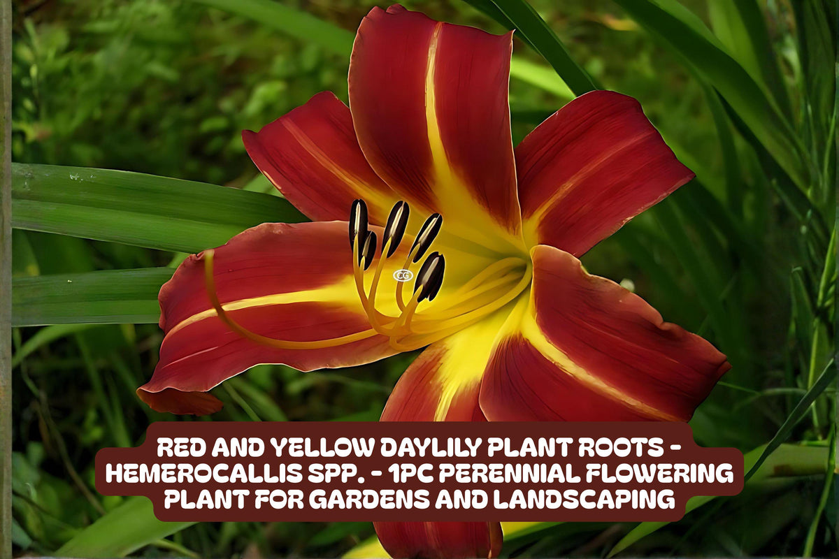 Red and Yellow Daylily Plant Roots – Perennial Garden Flower, Hemerocallis, Bright Colorful Bloom, Pollinator Attracting, Easy to Grow