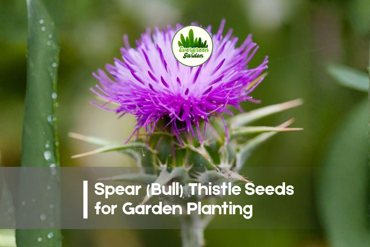 200+ Spear (Bull) Thistle Seeds - Cirsium vulgare, Purple Wildflower, Tall Spiny Stems, Pollinator Attracting, Drought-Tolerant