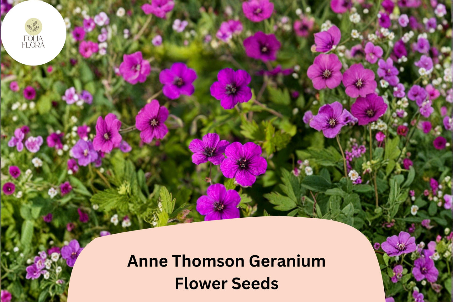 25+ Anne Thomson Geranium Seeds | Hardy Perennial Magenta-Purple Cranesbill for Borders & Gardens