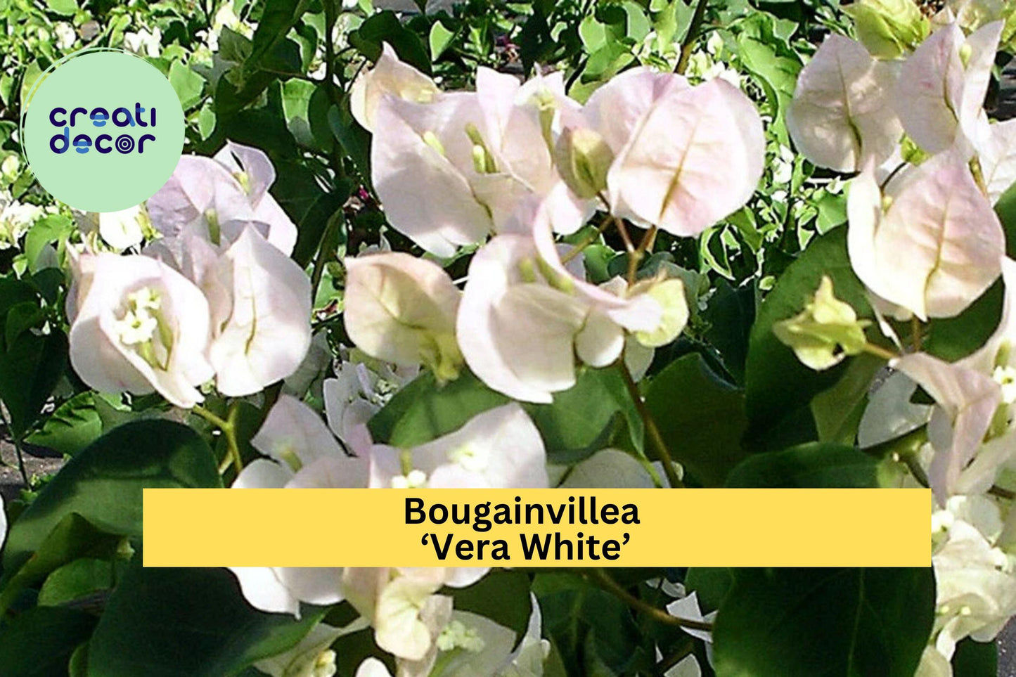 Bougainvillea ‘Vera White’ Live Starter Plug Plant – Tropical White Flower Vine, Fast-Growing Climbing Plant, USDA Zones 9–11