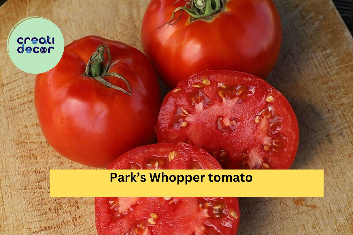 Park’s Whopper Tomato Live Plants – 2 Pack, Hybrid Red Fruit, 6–10 Inches Tall, Solanum lycopersicum, High-Yield Vegetable Garden Plants