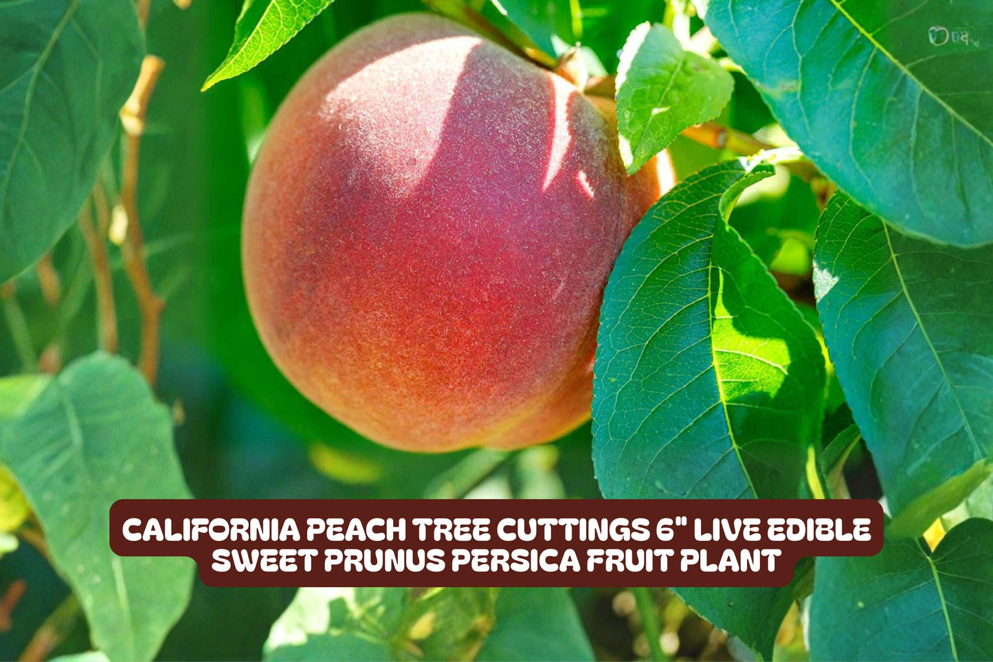 California Peach Tree Cuttings - 7 Live Prunus Persica Edible Fruit Plants for Home Garden