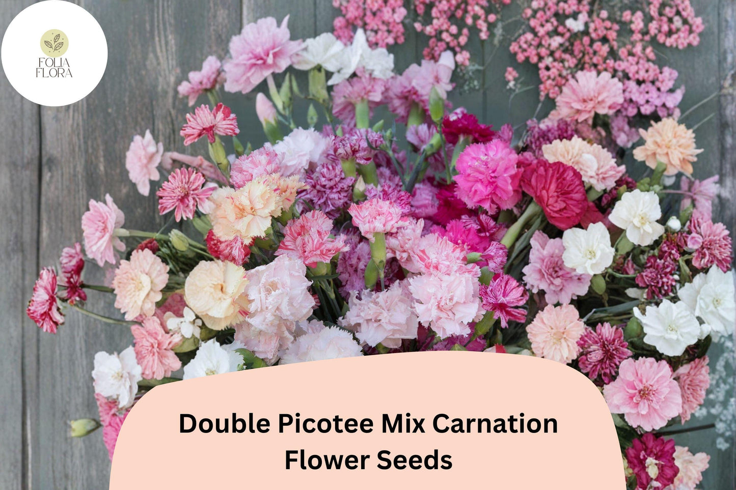 200+ Double Picotee Mix Carnation Seeds – Frilled, Two-Tone Dianthus caryophyllus for Garden Beds & Bouquets