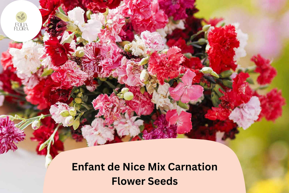 Enfant de Nice Mix Carnation Seeds – Fragrant Double-Petaled Dianthus caryophyllus for Cutting Gardens & Borders