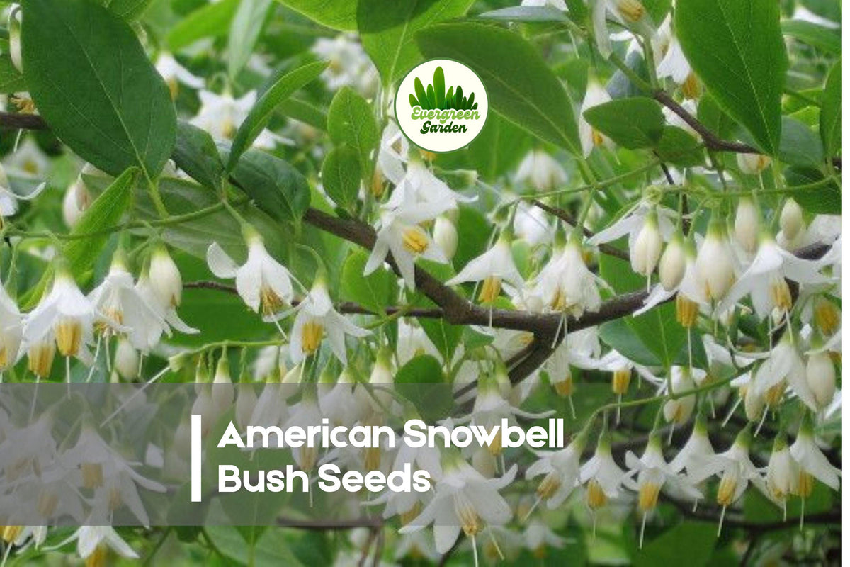 American Snowbell Bush Seeds – Styrax americanus, White Bell-Shaped Flowers, Ornamental Shrub for Garden Landscaping, 6 Seeds