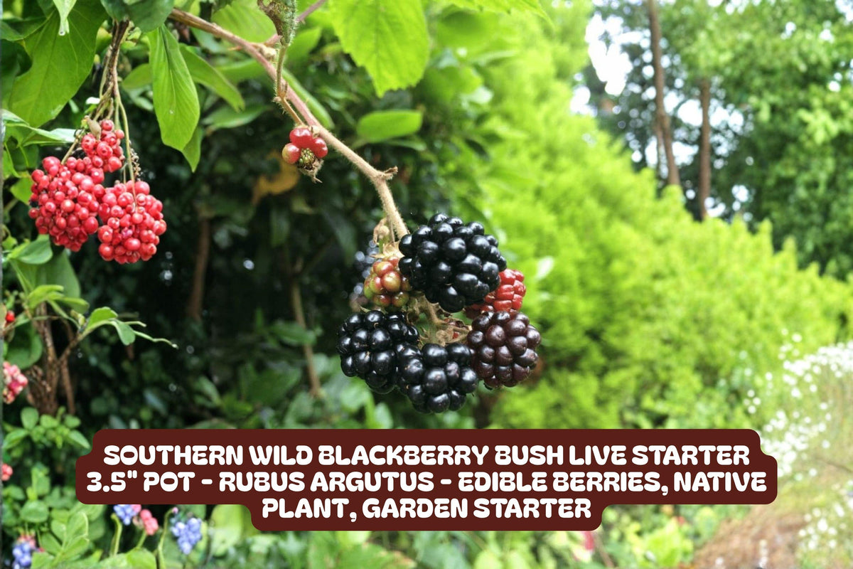 Blackberry Bush Plant – Live Starter in 3.5" Pot, Southern Wild Rubus fruticosus, Fruit-bearing, Drought-tolerant
