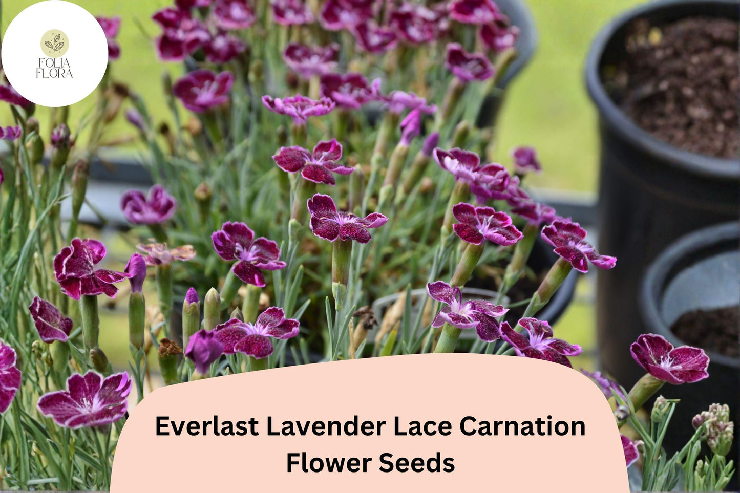 200+ Everlast Lavender Lace Carnation Seeds - Fragrant Purple Blooms, Hardy Dianthus caryophyllus for Garden Beds & Borders