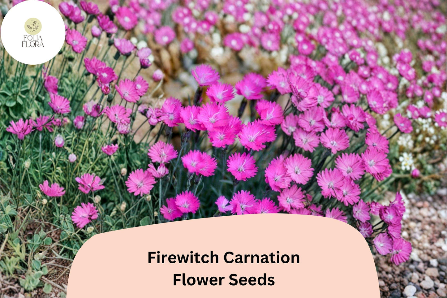 200+ Firewitch Carnation Seeds – Fragrant Pink Blooms, Hardy Perennial Dianthus gratianopolitanus for Borders & Rock Gardens