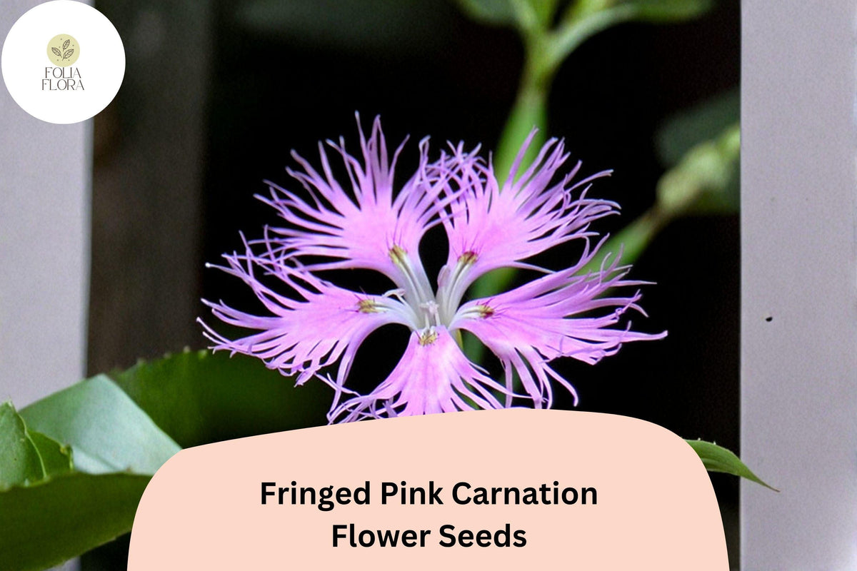 200+ Fringed Pink Carnation Seeds | Dianthus superbus | Frilly Pink Blooms, Hardy Perennial Garden Flowers