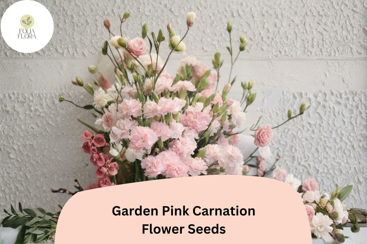 Garden Pink Carnation Seeds, Fragrant Pink Blooms, Hardy Perennial Dianthus plumarius, 200+ Seeds