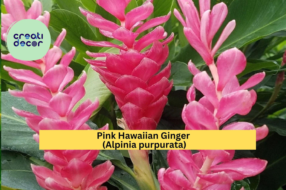 Pink Hawaiian Ginger Roots – Alpinia purpurata Tropical Flowering Plant for Garden, Patio & Containers, Vibrant Pink Bracts