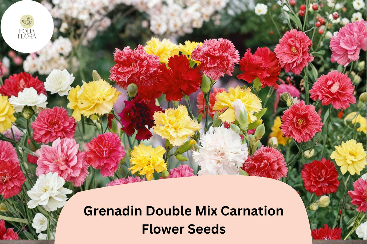200+ Grenadin Double Mix Carnation Seeds | Fragrant Dianthus caryophyllus for Garden Beds & Containers