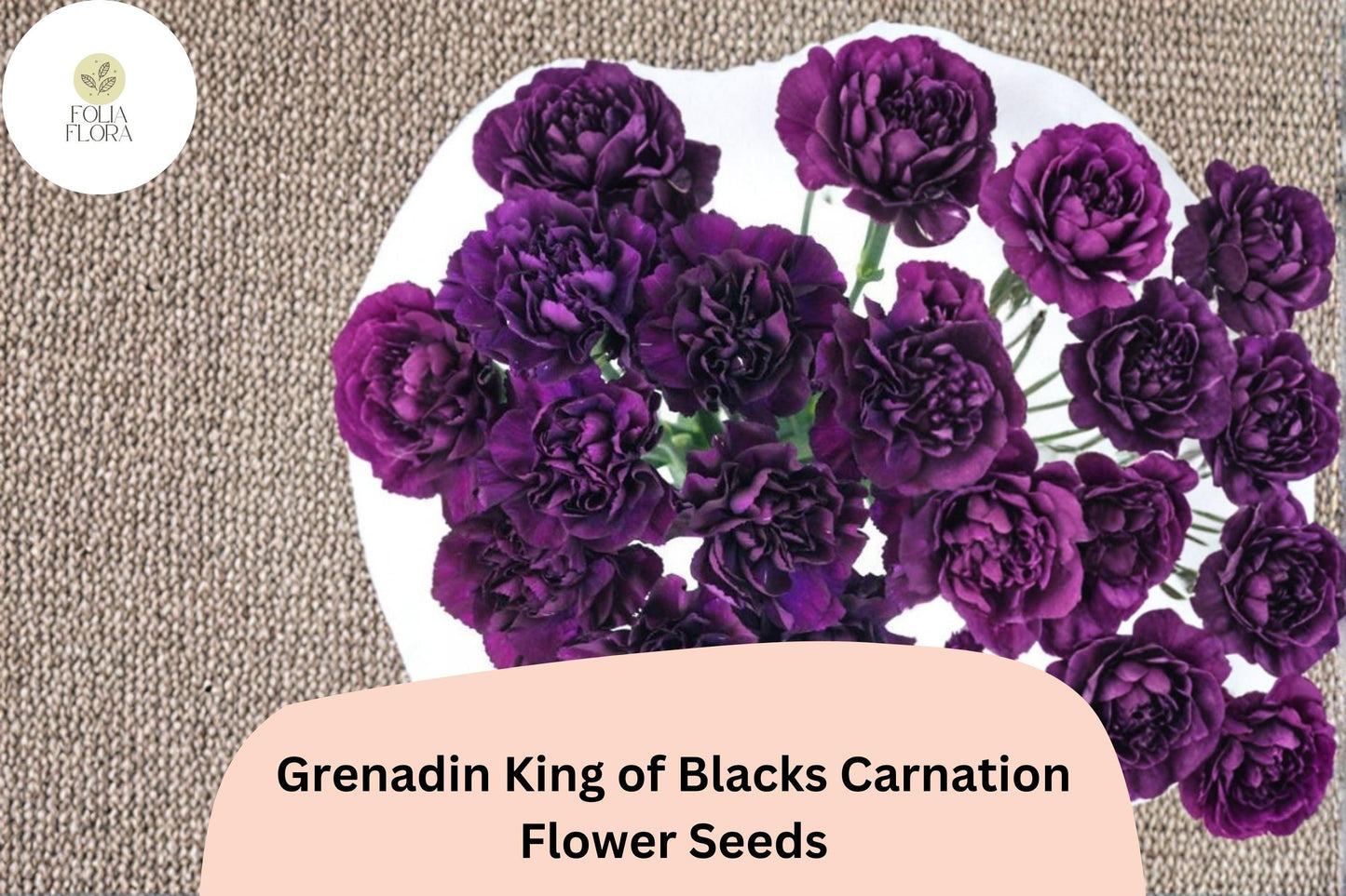 200+ Grenadin King of Blacks Carnation Seeds | Purple Double Blooms | Fragrant Perennial Dianthus caryophyllus